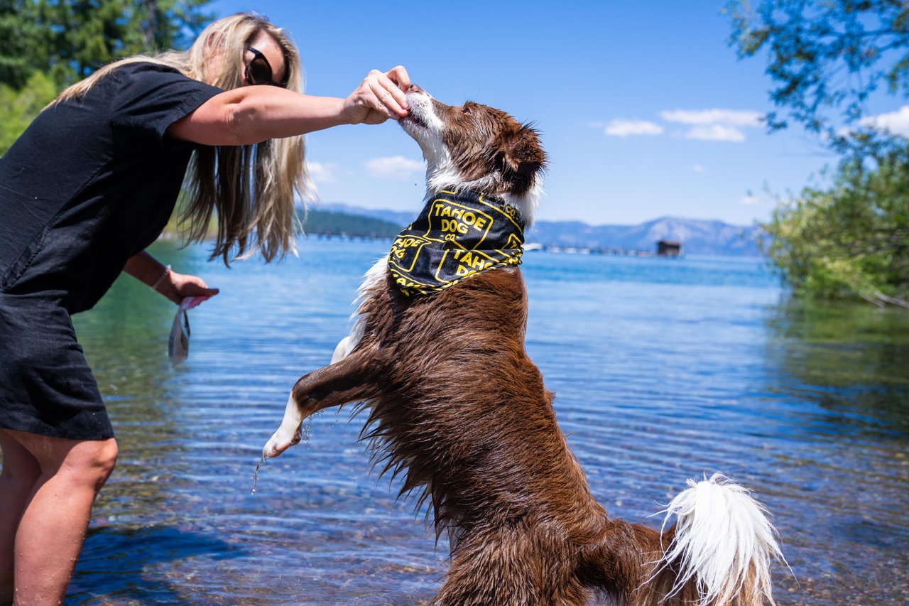 Good Dog Bandana