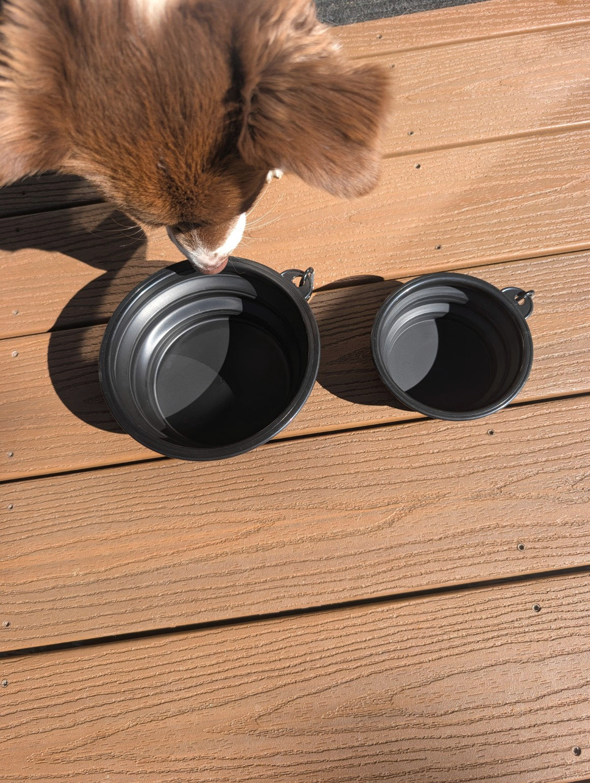 Summit Collapsible Dog Bowl