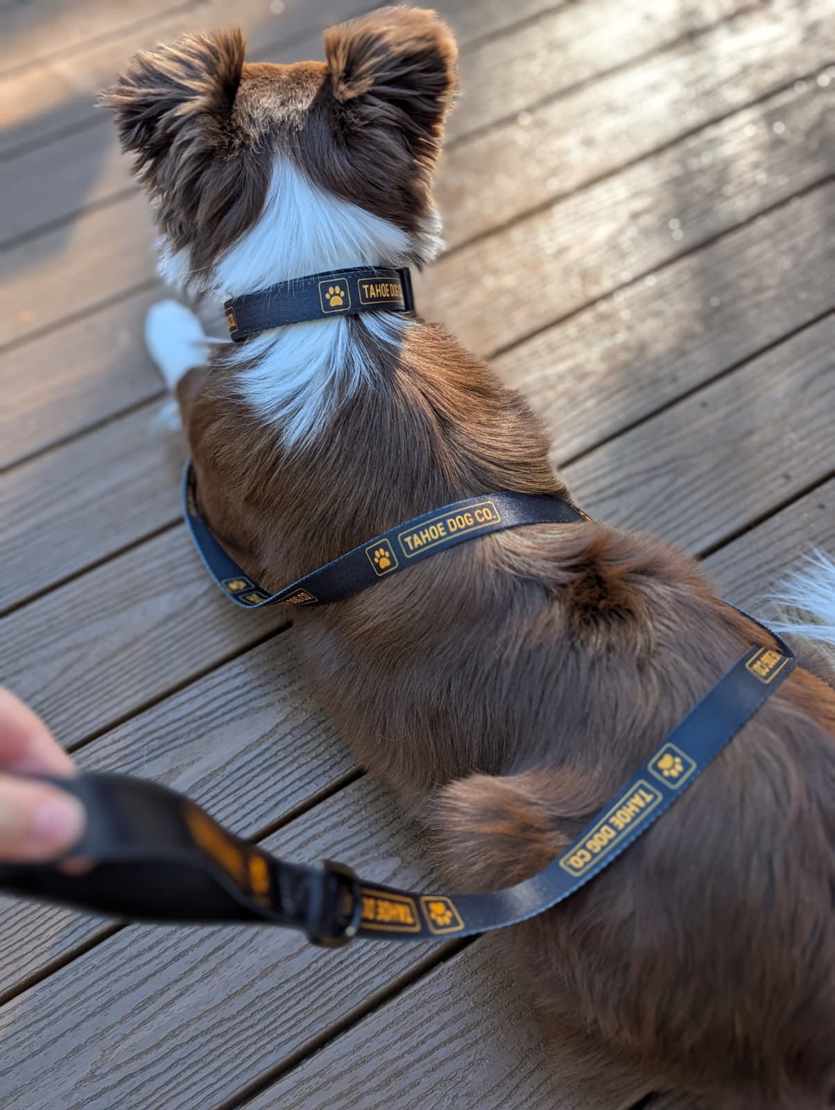 Tahoe Dog Co. + black & yellow logo + dog leash + dog collar + Riley the brown / red & white Border Collie / Australian Shepherd Dog