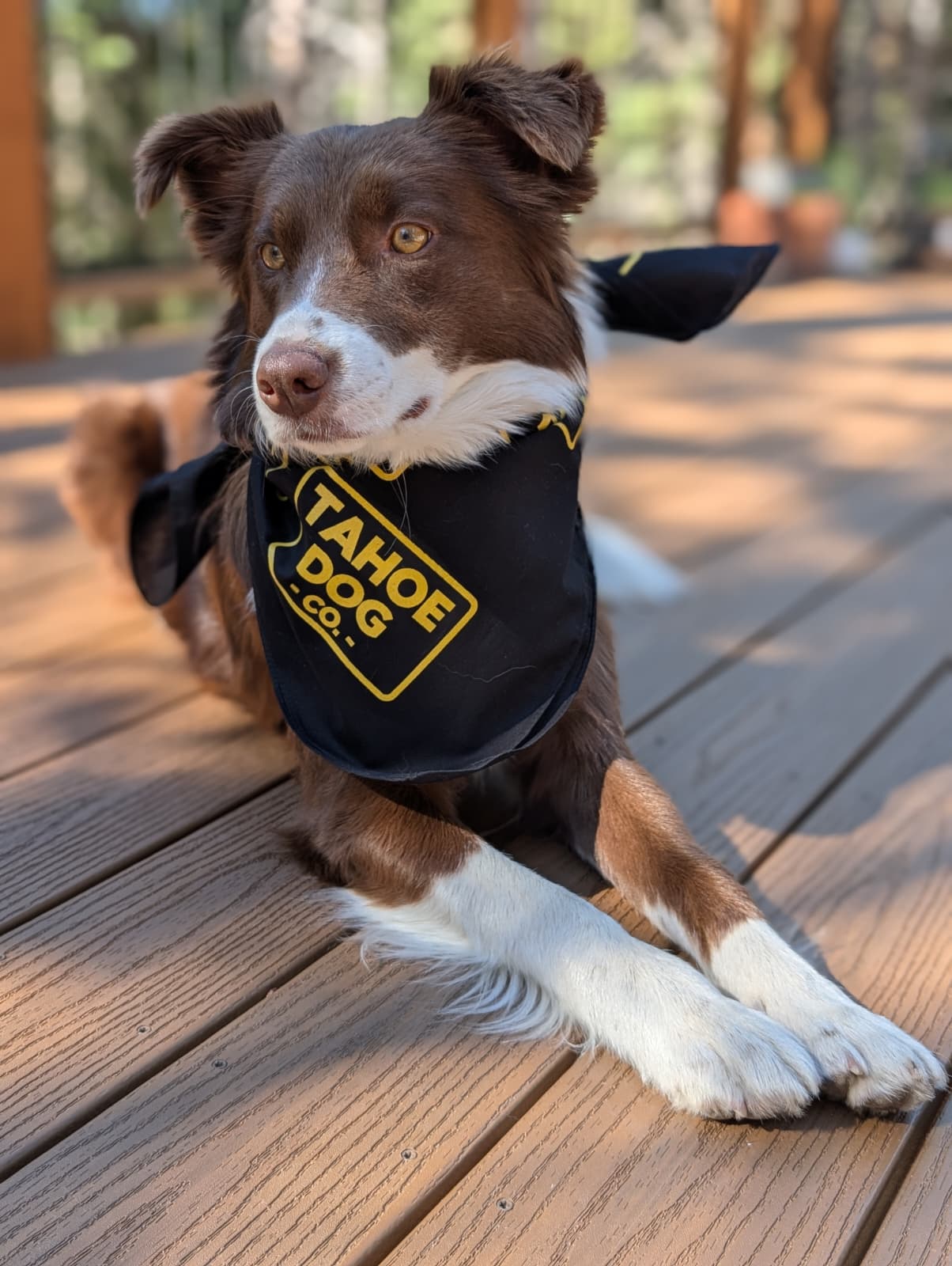 Tahoe Dog Co. Logo Bandanna on Brown Dog