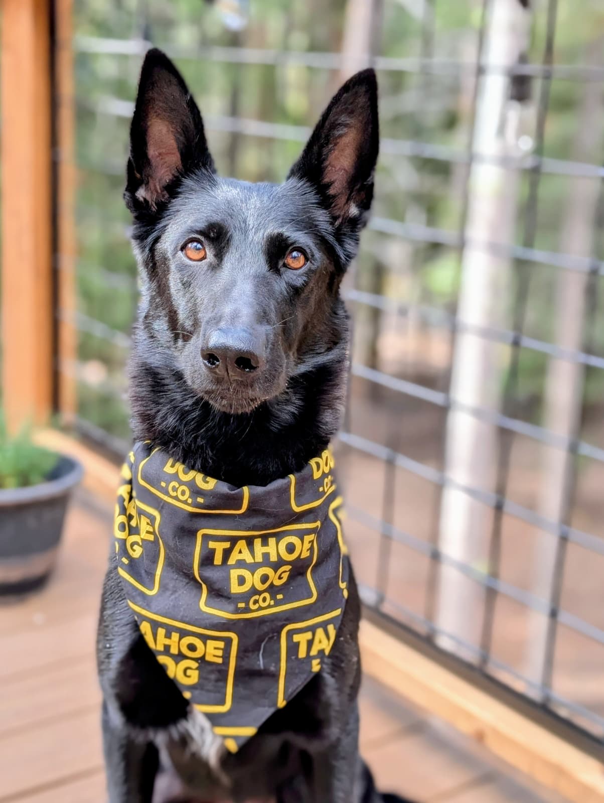 Black Dog wearing the black & white logo bandanna - Tahoe Dog Co.