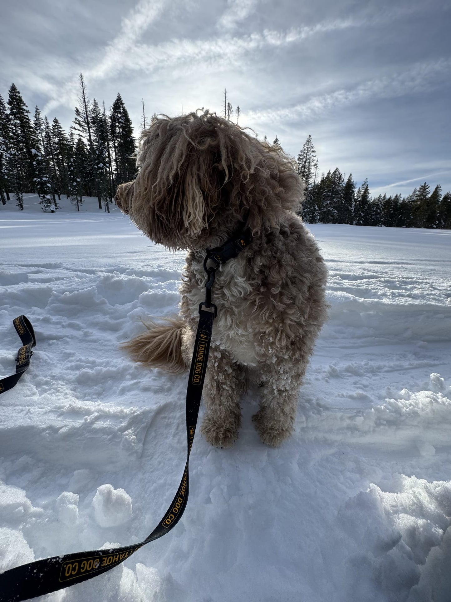Tahoe Dog Co. Leash