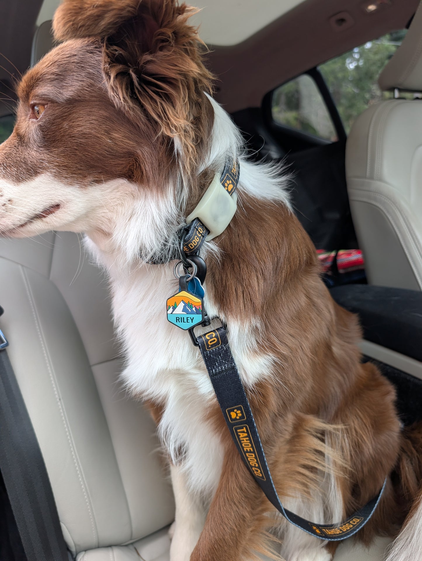 Tahoe Cruiser – Dog Seat Belt Leash