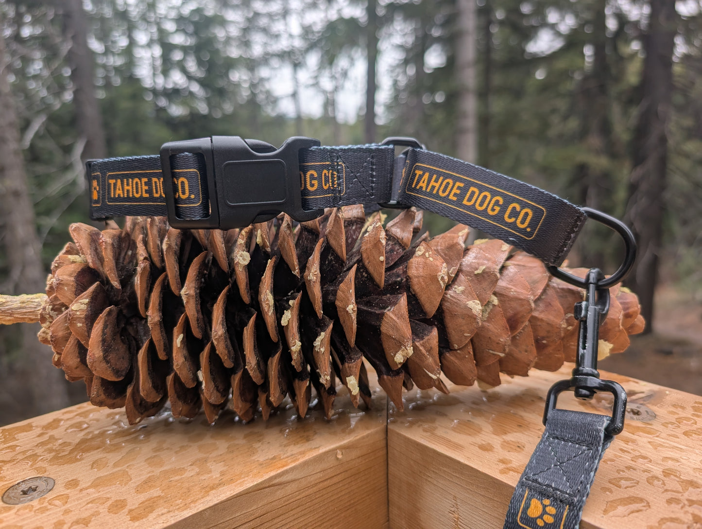 Black and yellow Tahoe Dog Co. martingale collar displayed on pinecones