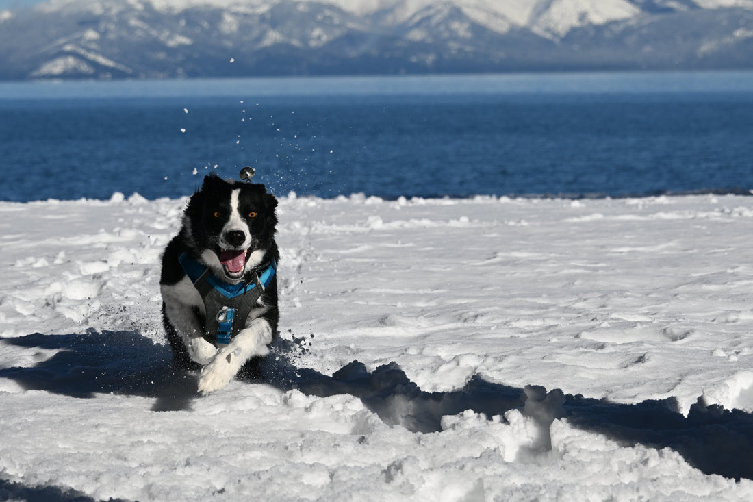 🚗 Dog Car Essentials for Tahoe Winter Travel