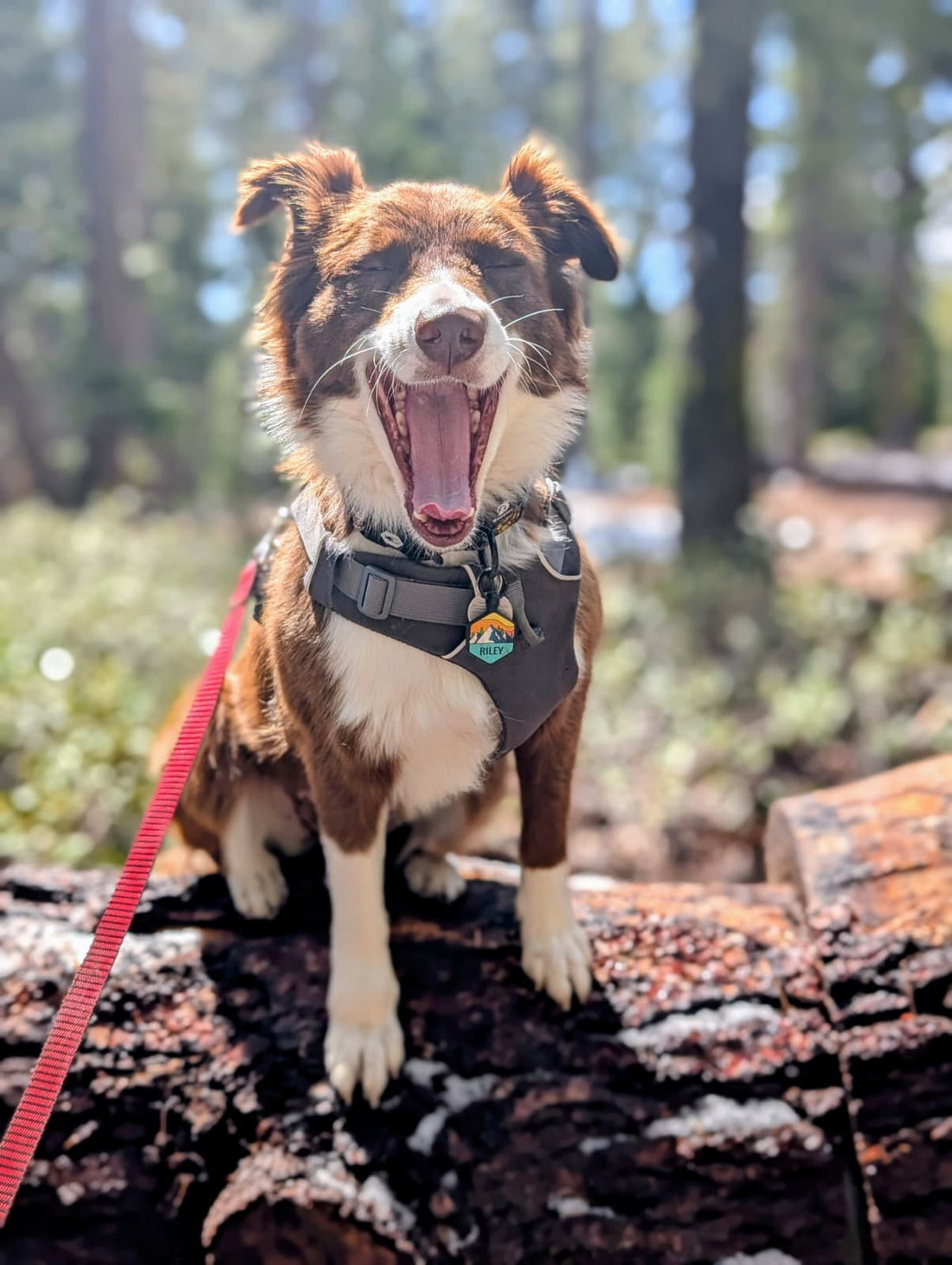 Sampson & Riley: Our Perfect Spring Day in Lake Tahoe (2026 version, since there's very little snow)