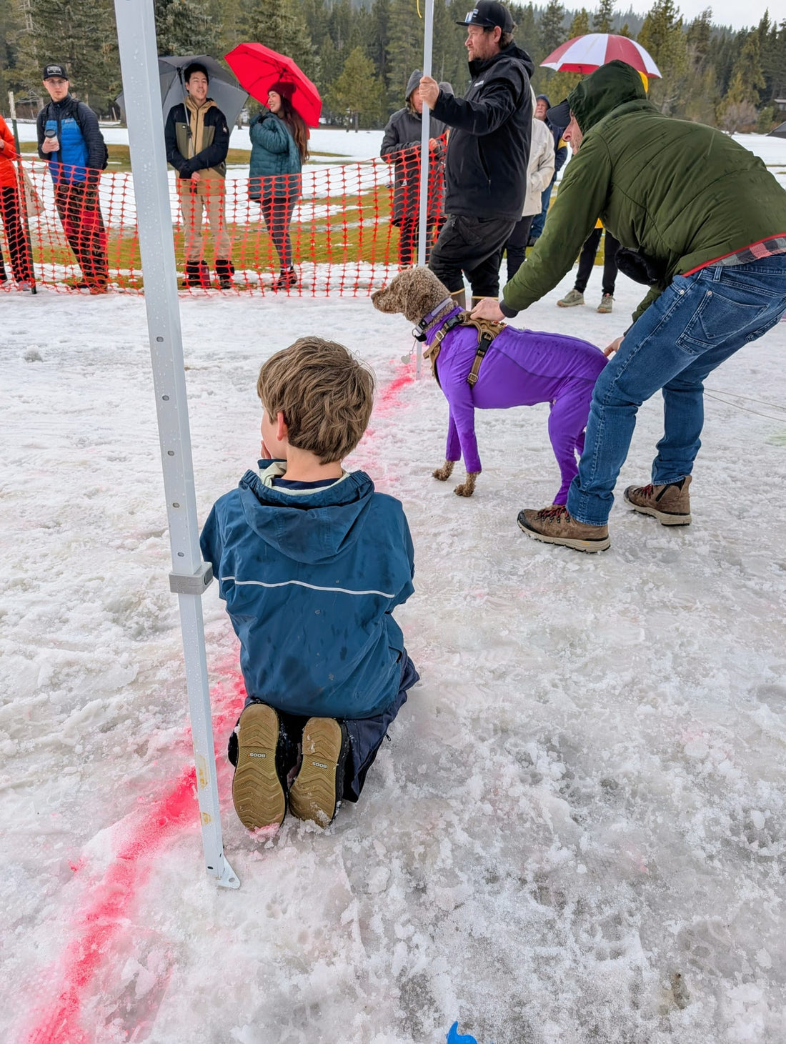 How to Get Your Dog Ready for the Snowfest Dog Pull (Even If They’ve Never Pulled Anything in Their Life)