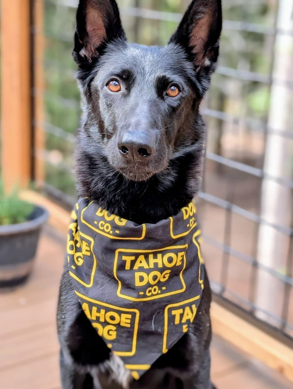 Dog wearing Tahoe Dog Co. Good Dog Bandana