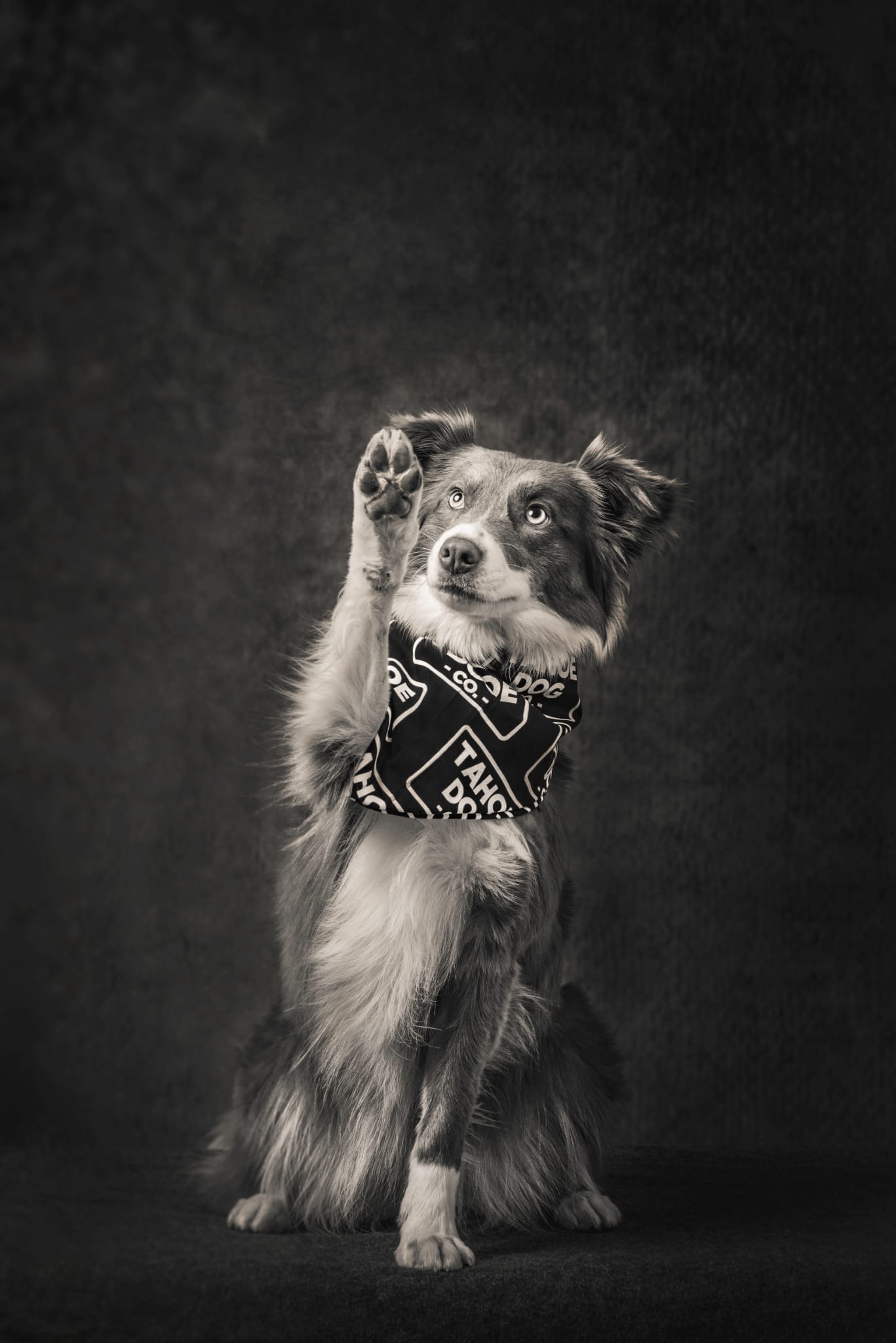 Good Dog Bandana