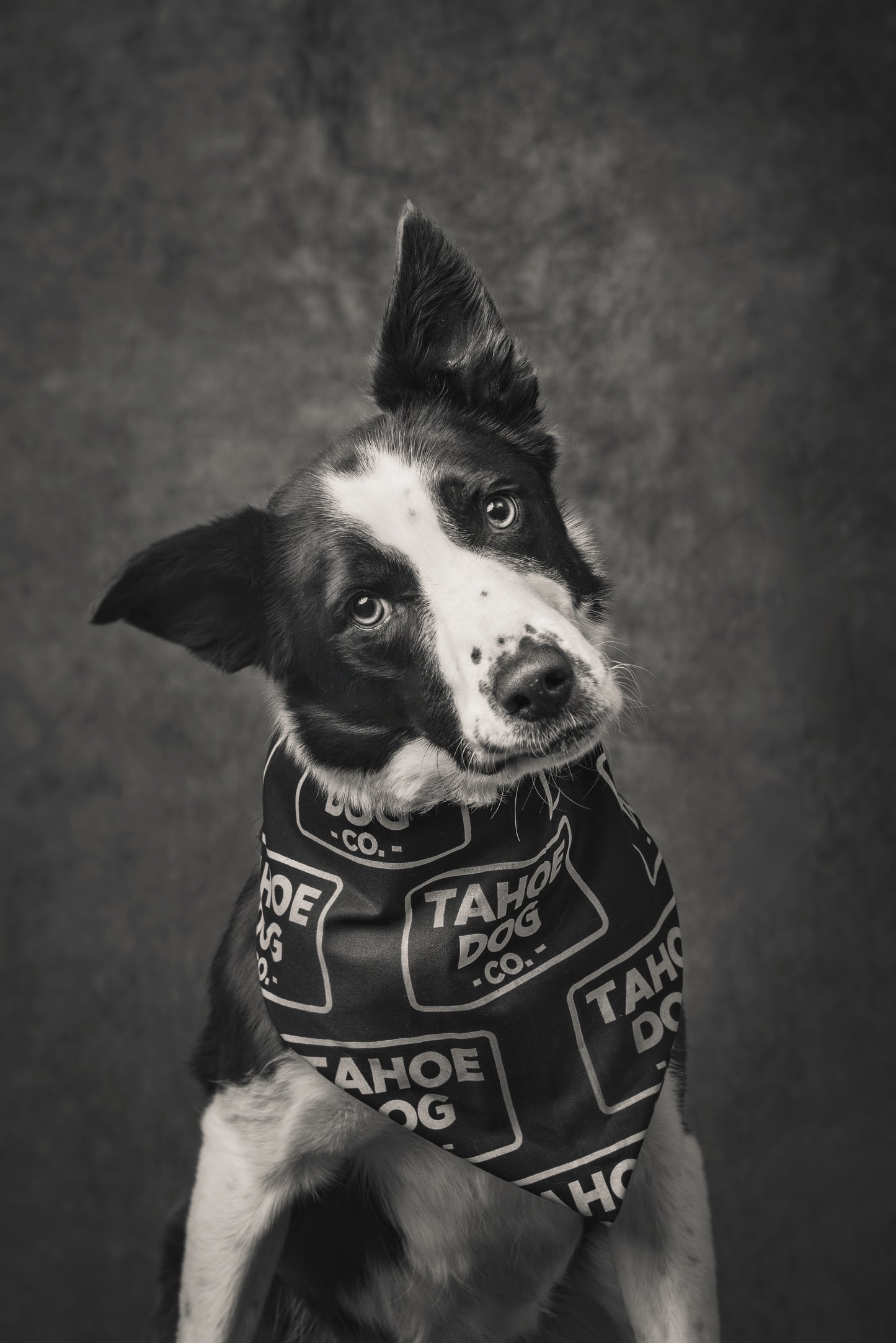 Good Dog Bandana