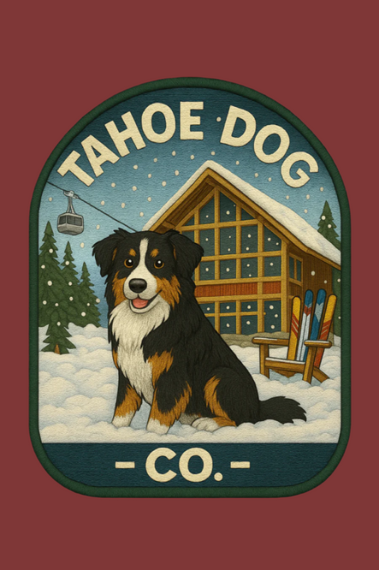 Tahoe Dog "Otto" - Australian Shepherd at Olympic Valley