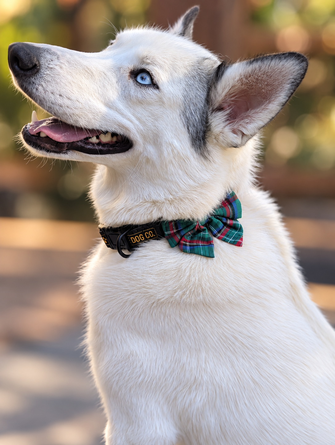 Tahoe Holiday Gifting Bundle