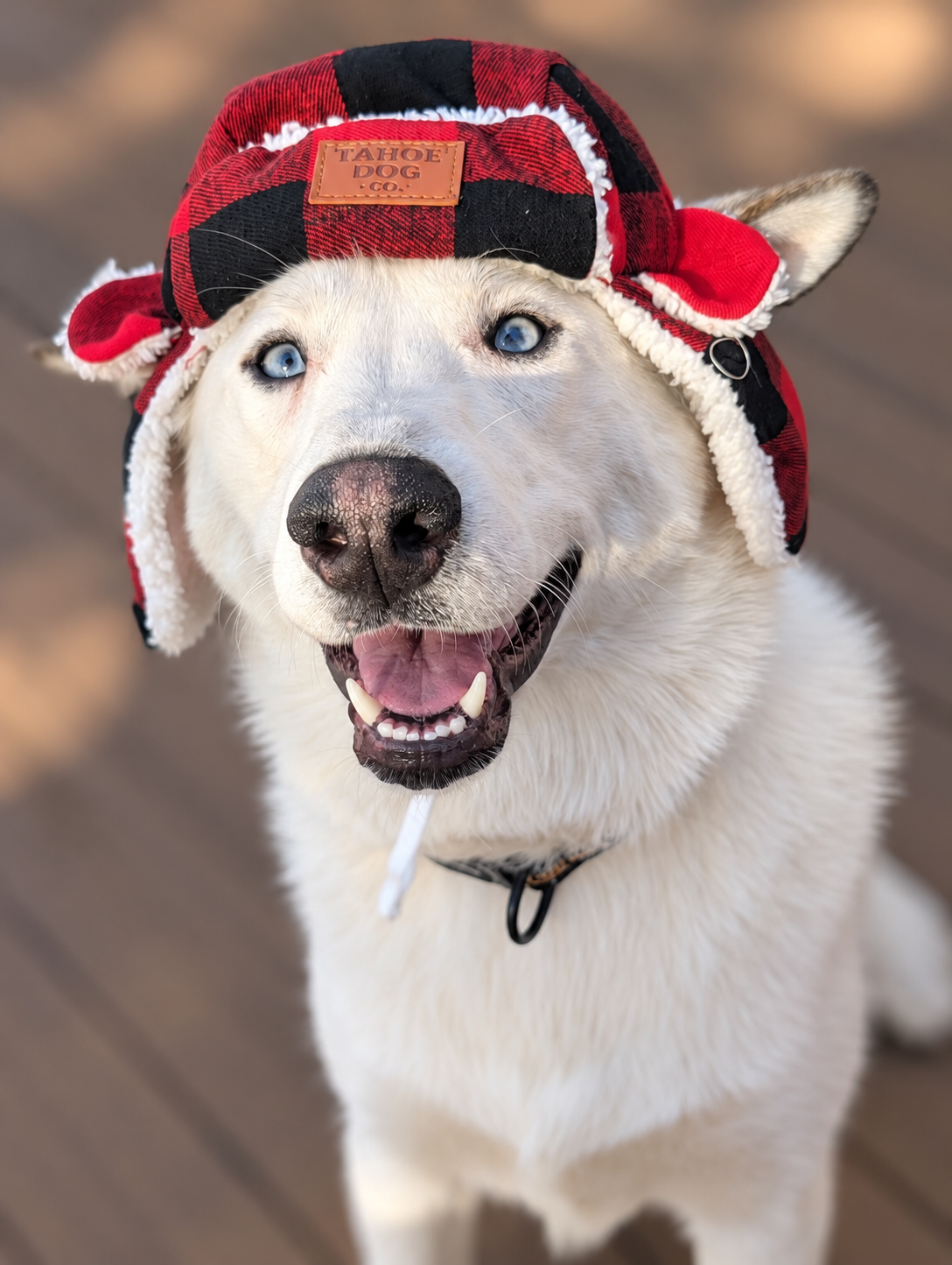 White dog with blue eyes wearing a red and black buffalo plaid Tahoe Dog Co. trapper hat with white-lined ear flaps

