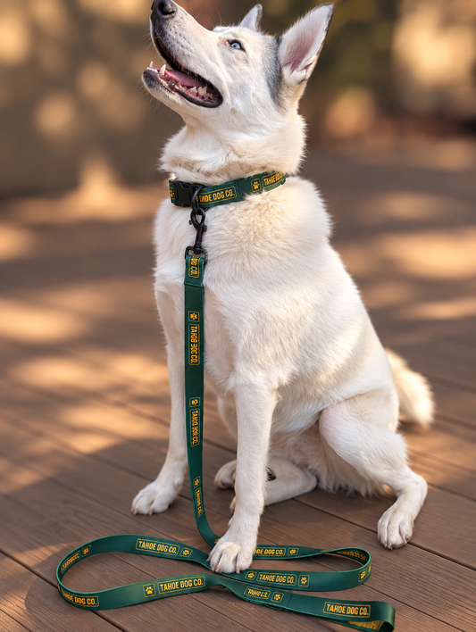 Everyday Dog Leash