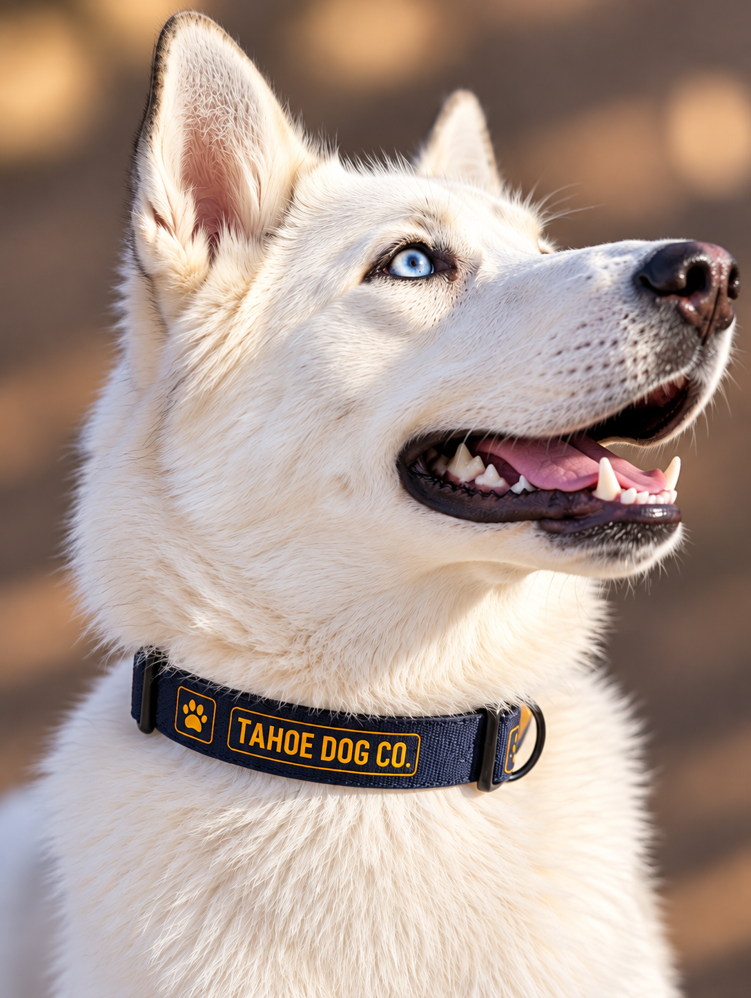 Everyday Dog Collar