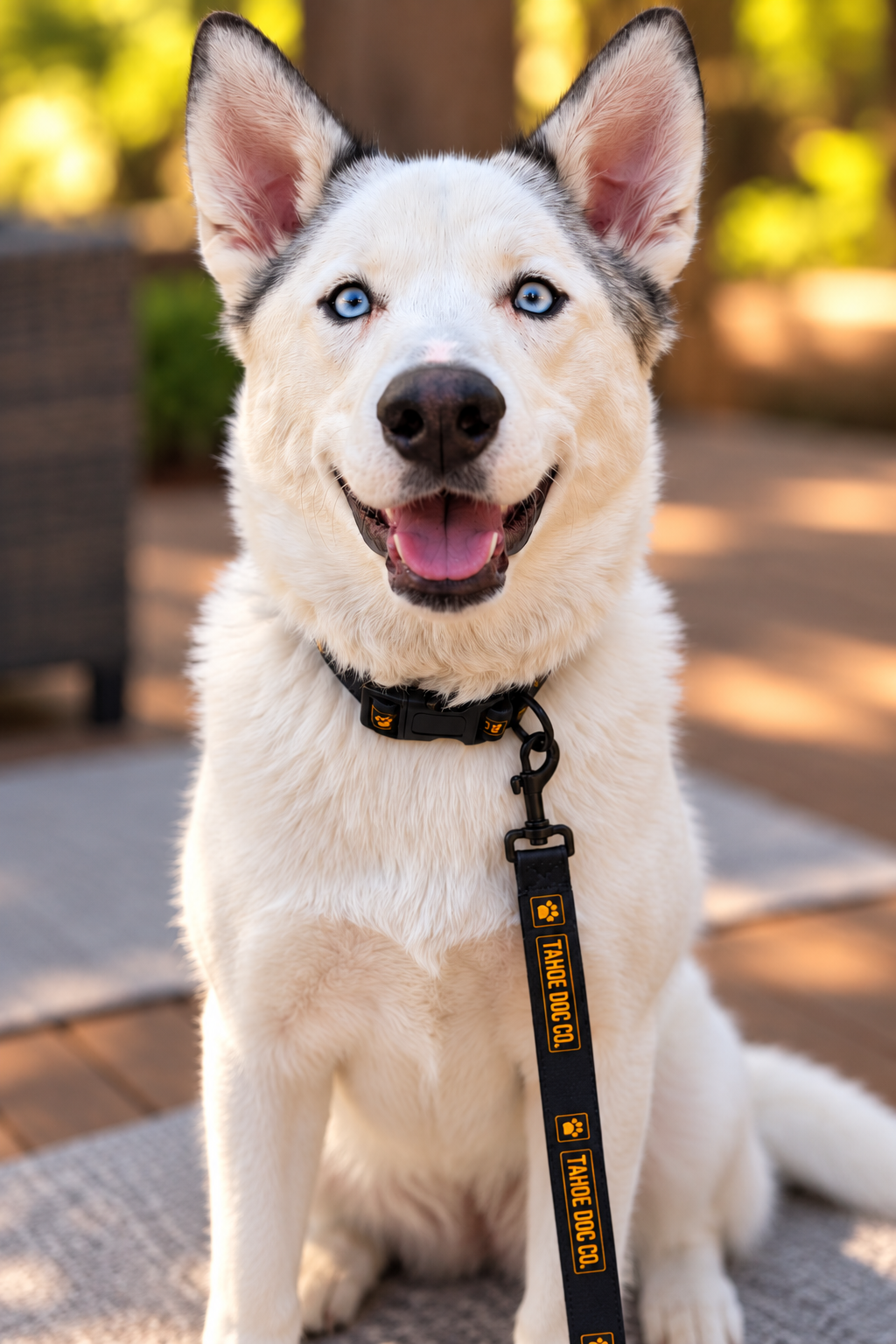 Everyday Dog Leash