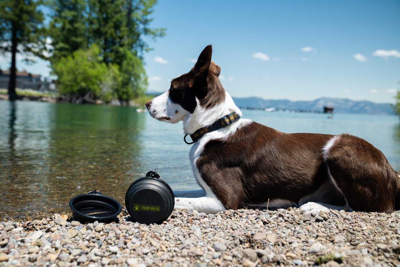 Summit Water Bowl