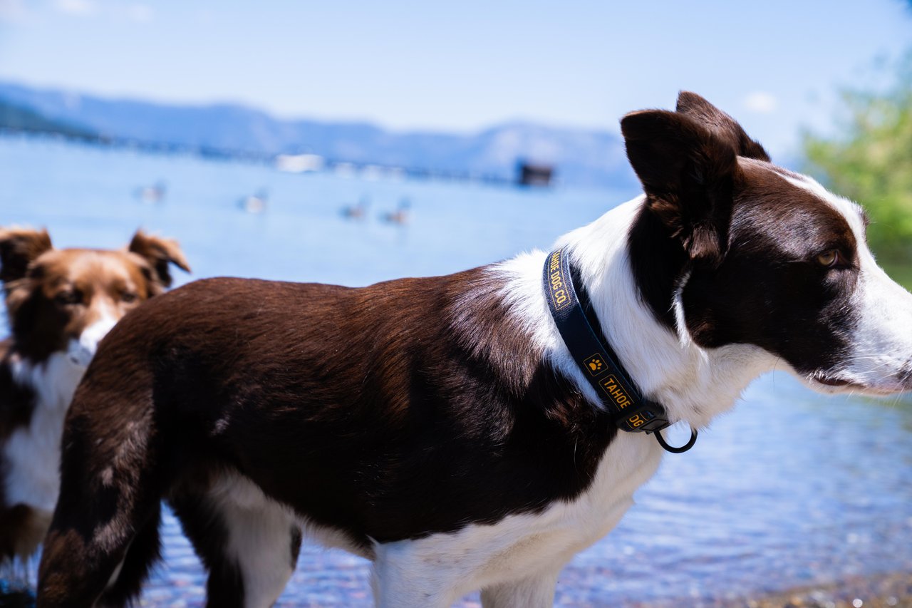 Everyday Dog Collar