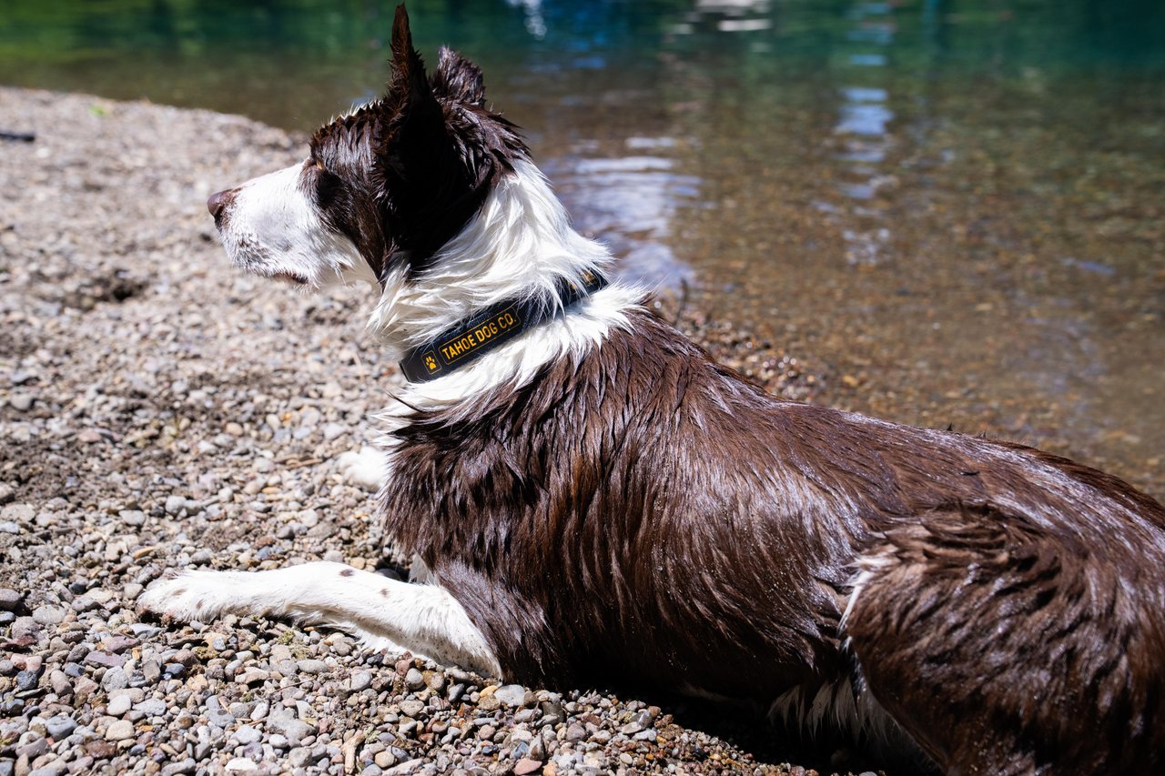 Everyday Dog Collar