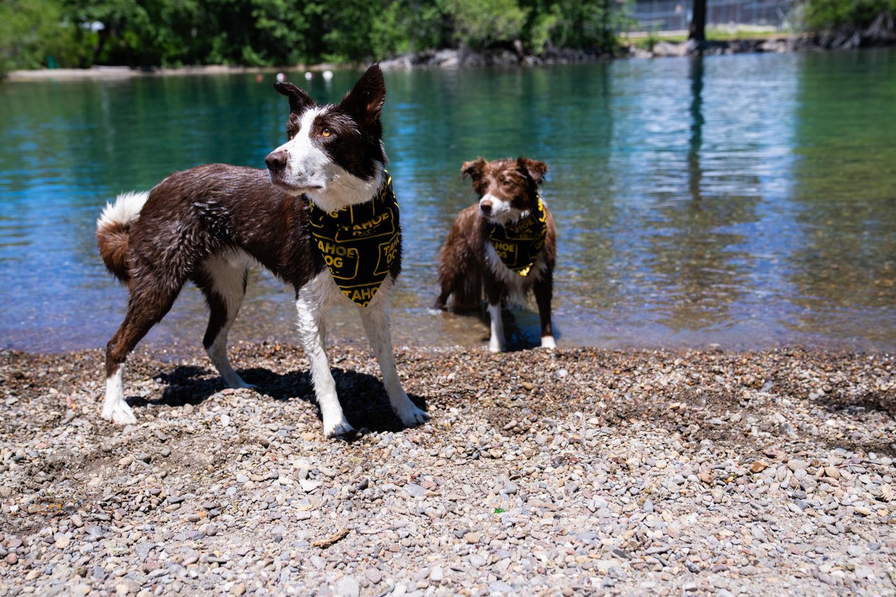 Good Dog Bandana