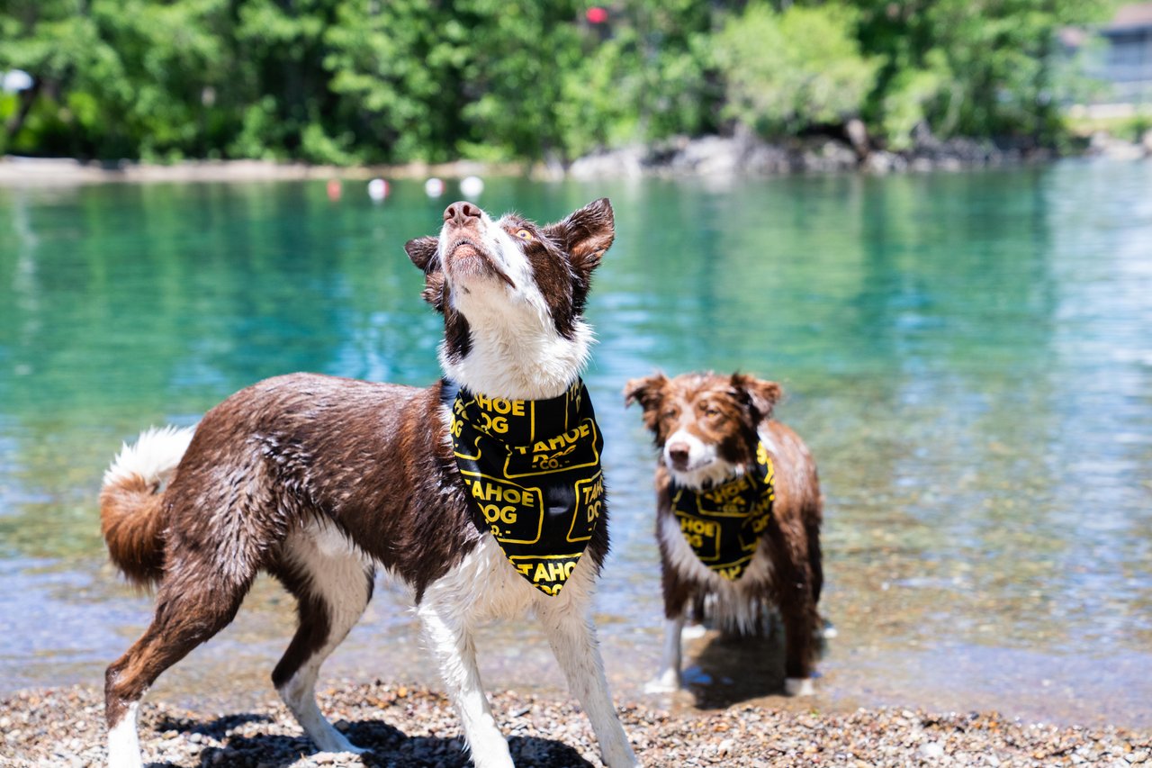 Trail Essentials Bundle – Bandana, Bowl & Paw Wax