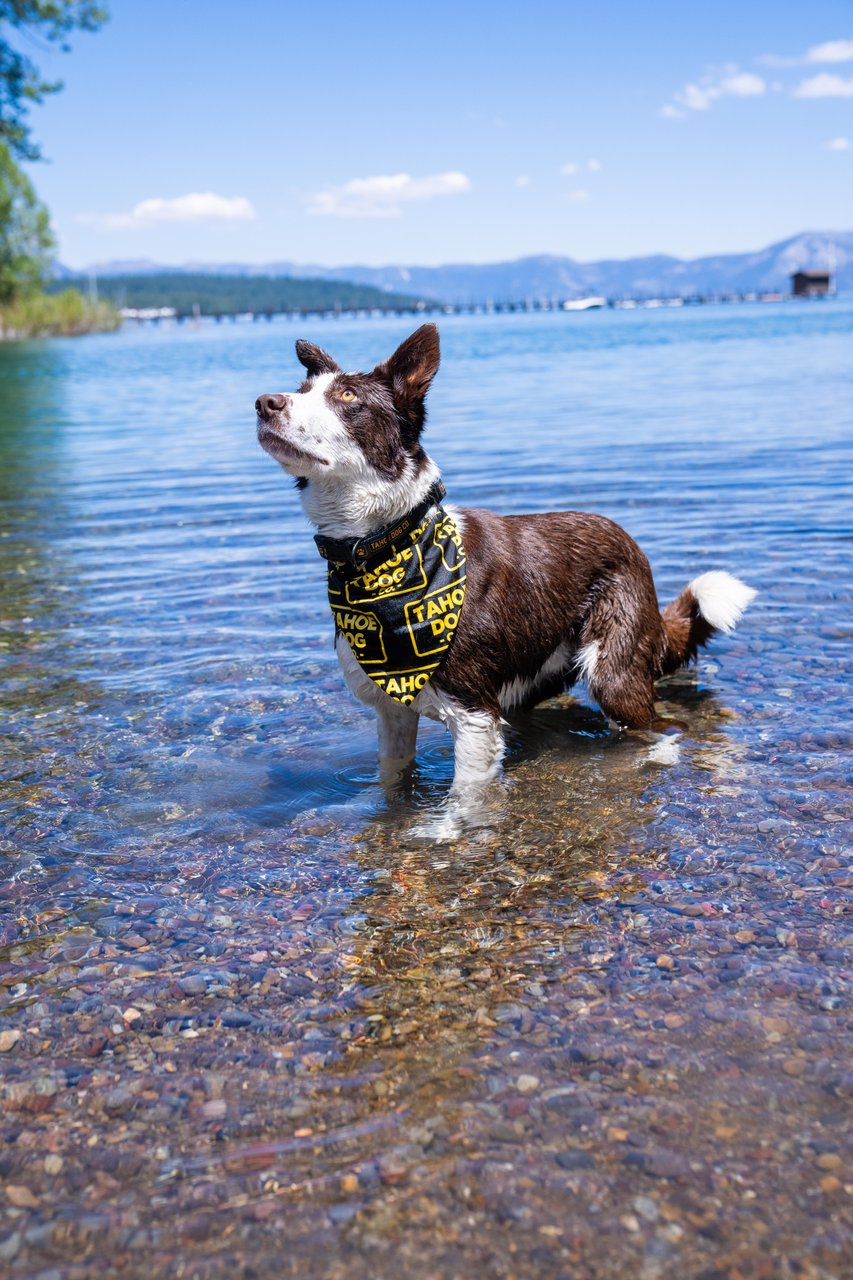 Trail Essentials Bundle – Bandana, Bowl & Paw Wax