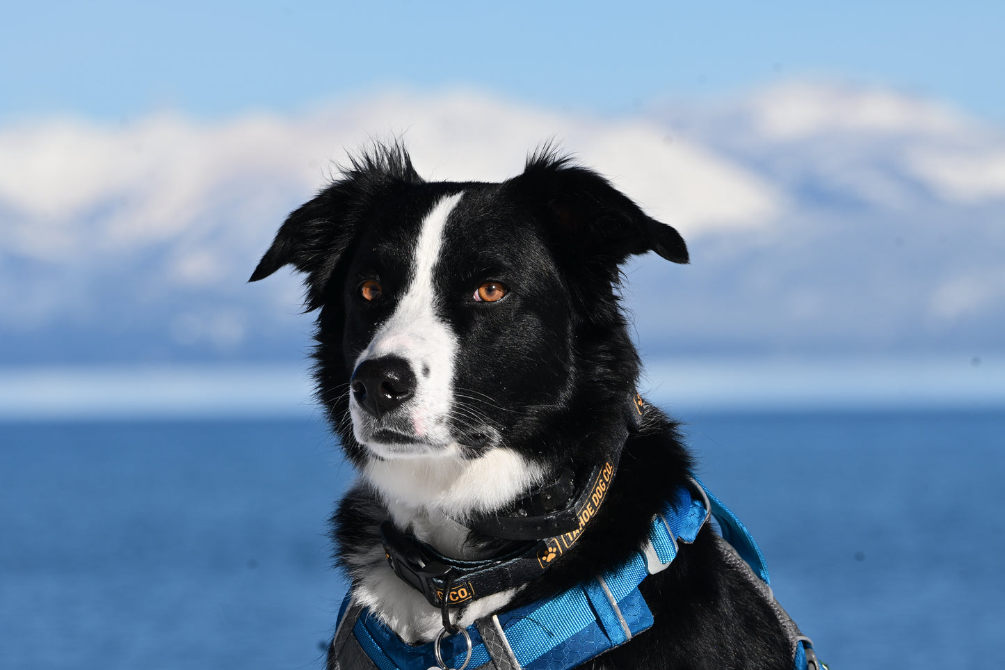 The Everyday Set - Collar & Leash Bundle