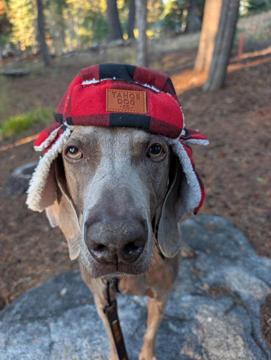 Hudson the Weimaraner wearing a red and black buffalo plaid Tahoe Dog Trapper Hat with sherpa-lined ear flaps