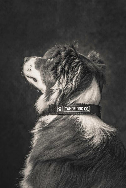 Everyday Dog Collar