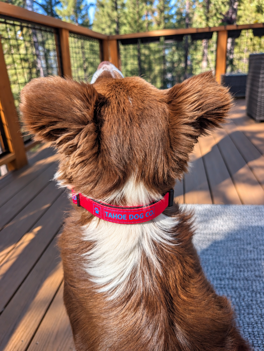 Everyday Dog Collar – Red