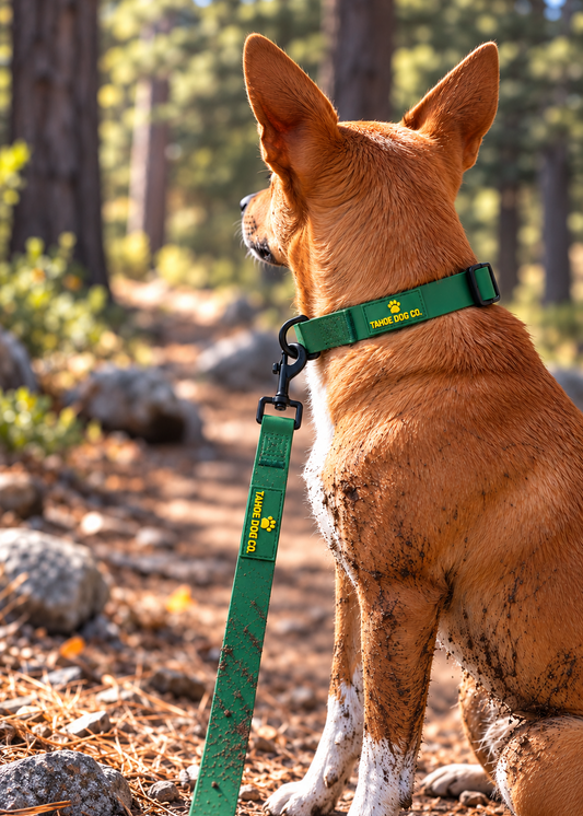 Tan dog wearing a pine green Tahoe Dog Co. waterproof collar and matching leash on a sunlit forest trail.

