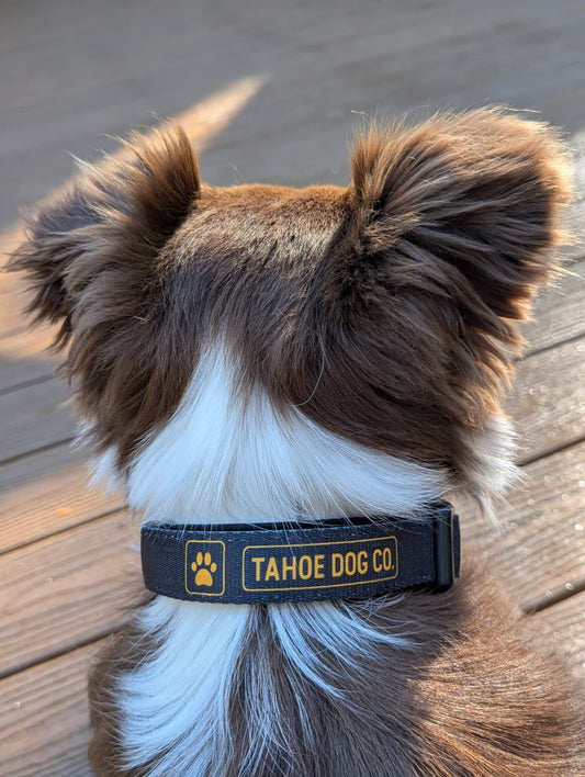 Tahoe Dog Co. + black & yellow logo + dog collar + Riley the brown / red & white Border Collie / Australian Shepherd Dog