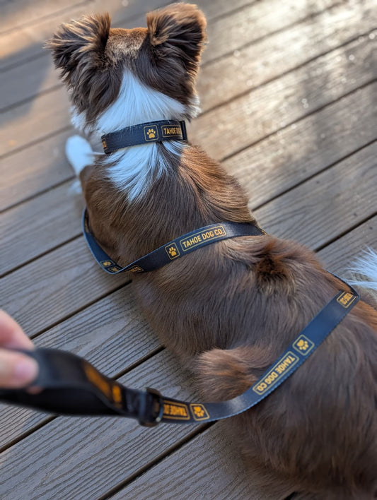 Tahoe Dog Co. + black & yellow logo + dog leash + dog collar + Riley the brown / red & white Border Collie / Australian Shepherd Dog