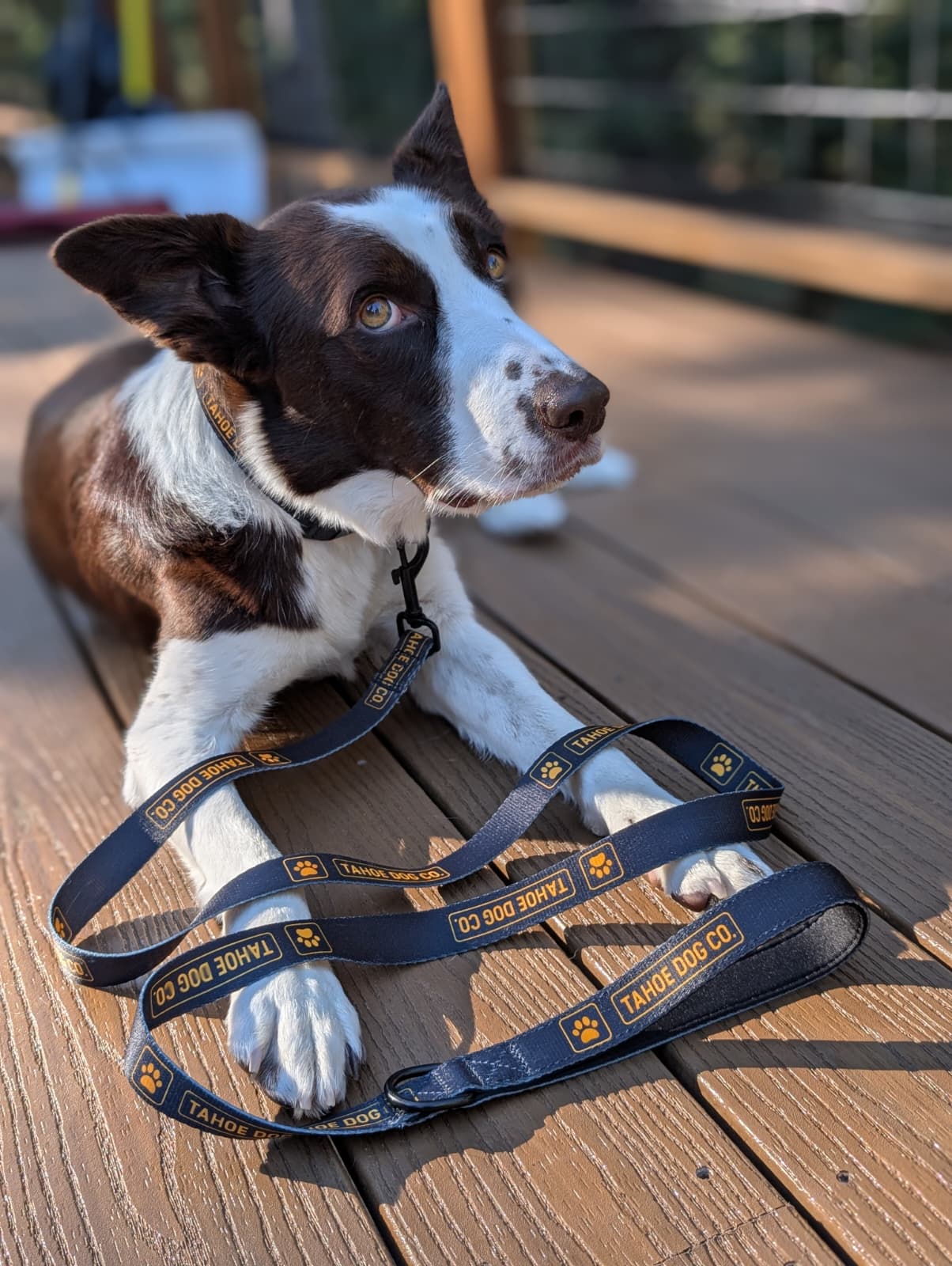 Tahoe Dog Co. + black & yellow logo + dog leash + dog collar + Sampson the brown / red & white Border Collie