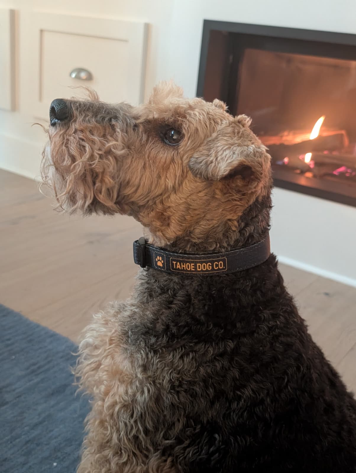 Tahoe Dog Co. + black & yellow logo + dog collar + Capay the black & tan Welsh Terrier in front of a fire
