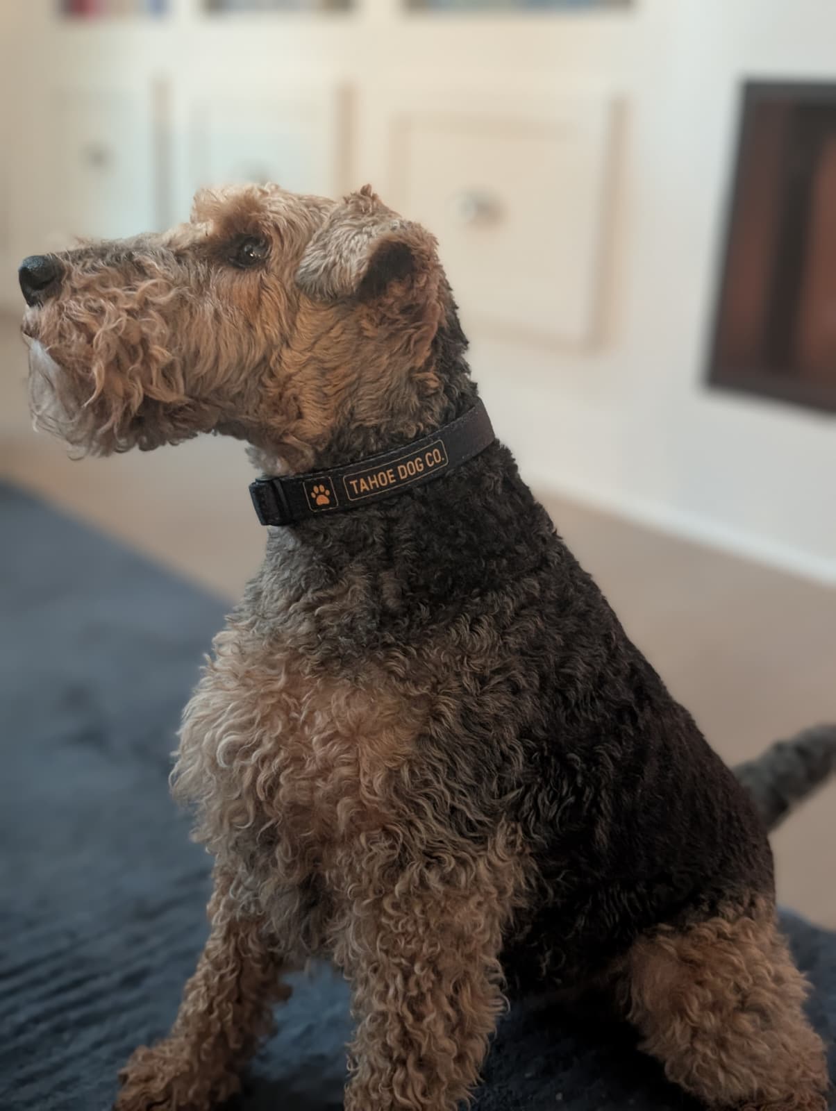 Tahoe Dog Co. + black & yellow logo + dog collar + Capay the black & tan Welsh Terrier in front of a fire