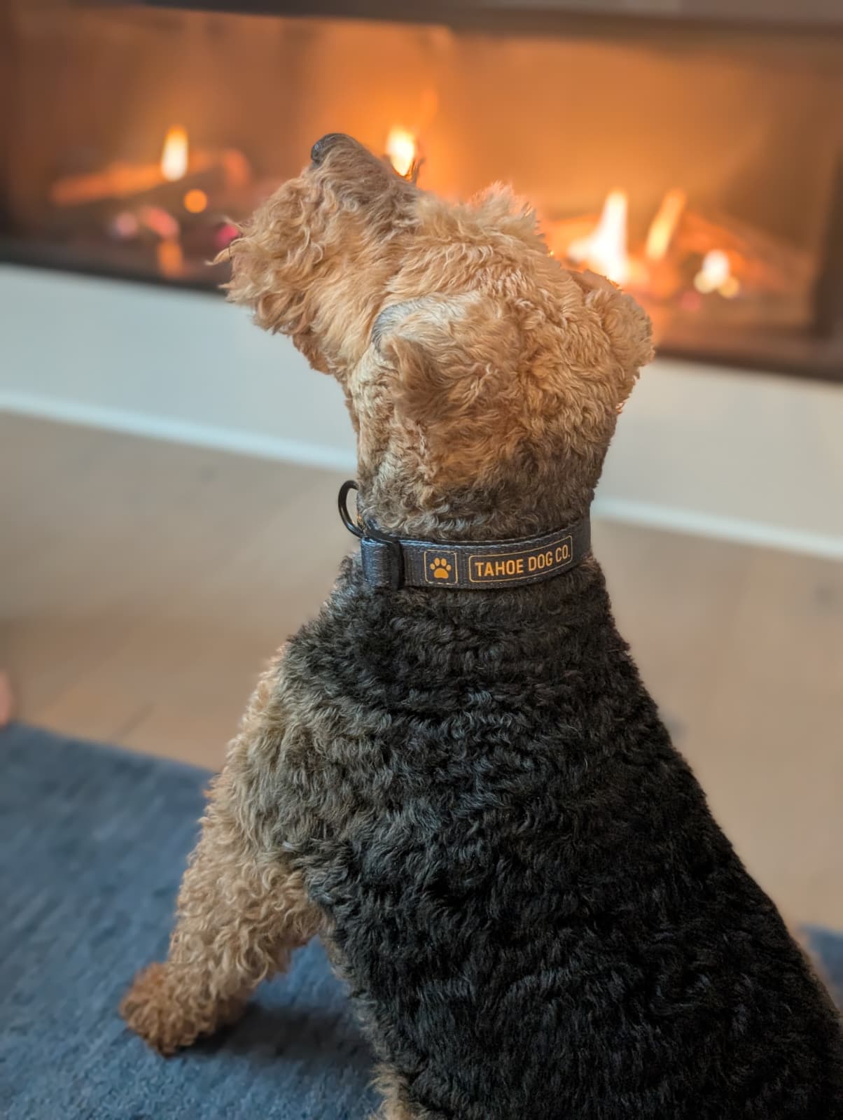 Tahoe Dog Co. + black & yellow logo + dog collar + Capay the black & tan Welsh Terrier in front of a fire