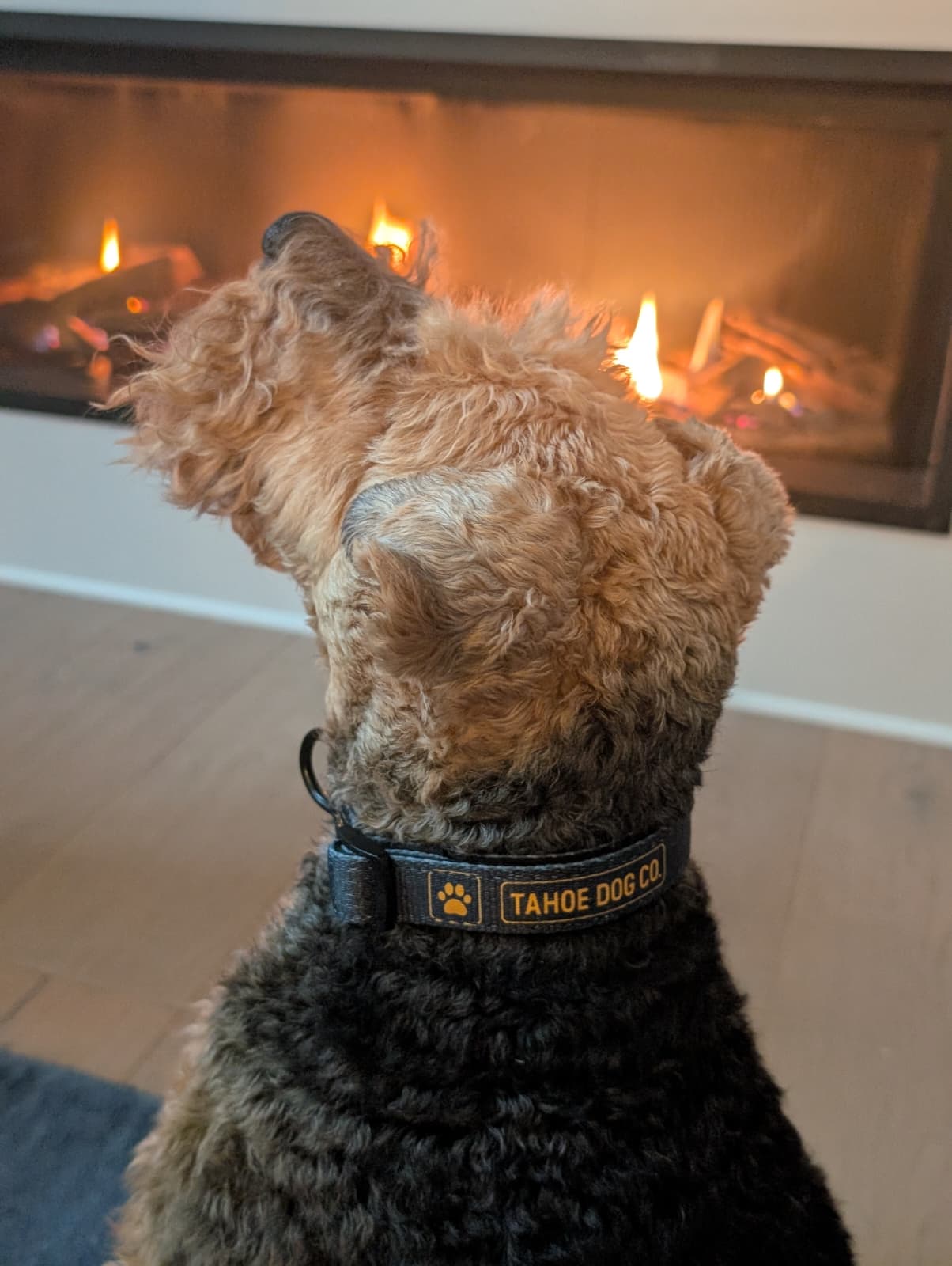 Tahoe Dog Co. + black & yellow logo + dog collar + Capay the black & tan Welsh Terrier in front of a fire