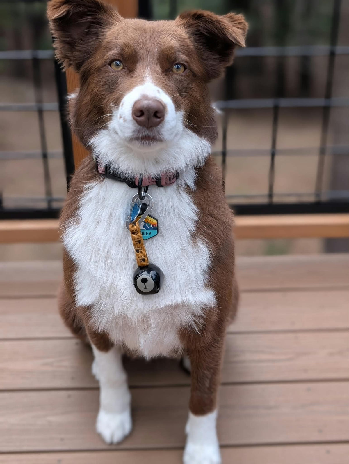 Brown and white dog wearing a Tahoe Dog Co. Trail Bell clipped to her collar.