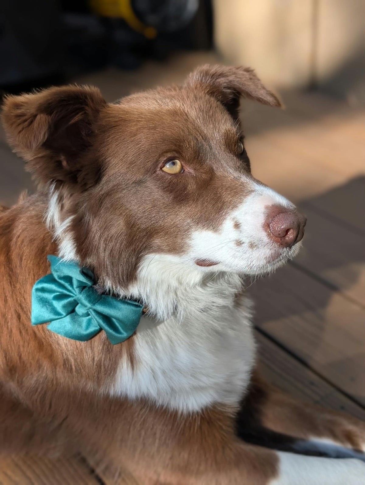 Holiday Dog Bow Tie