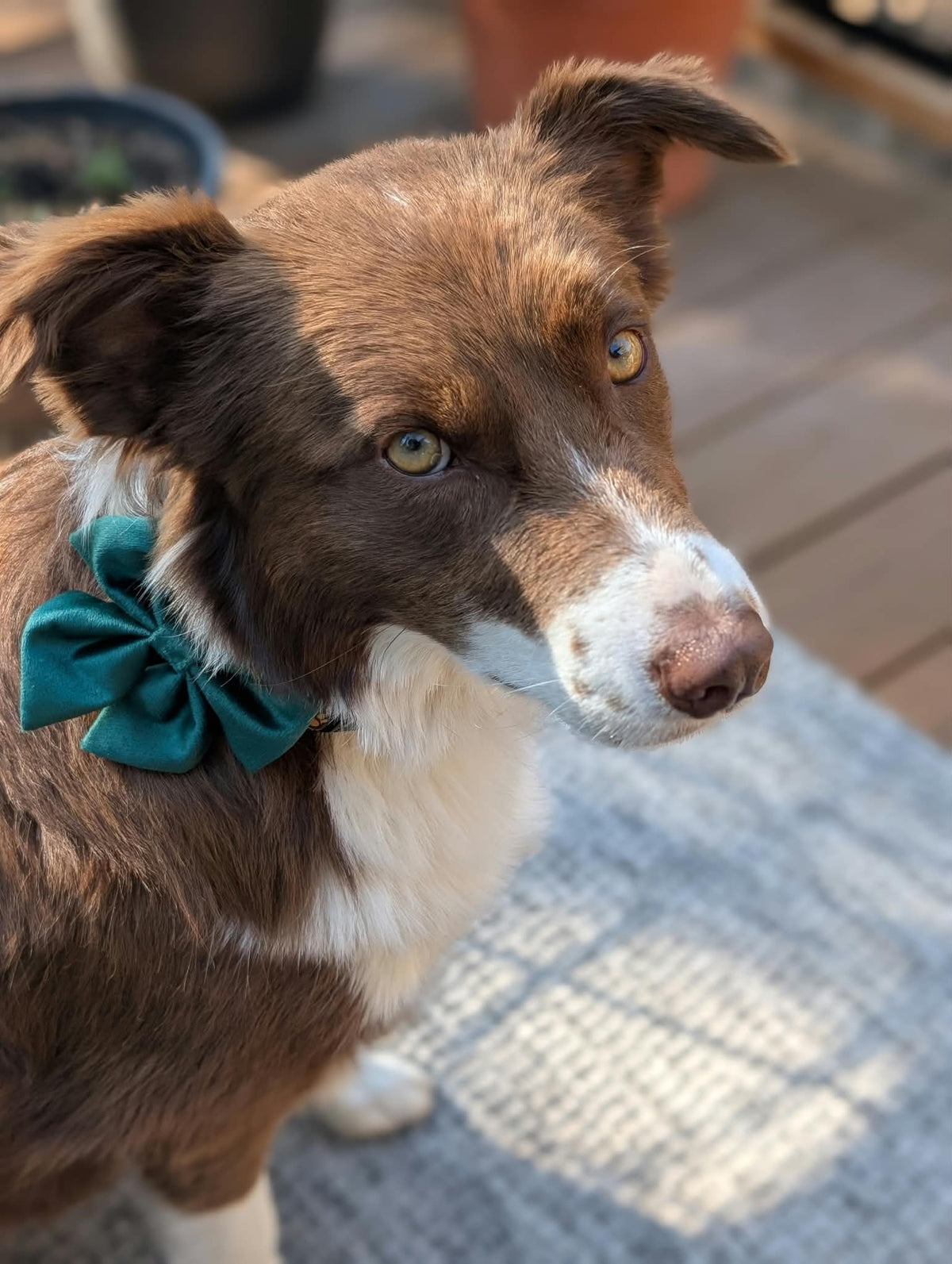 Holiday Dog Bow Tie