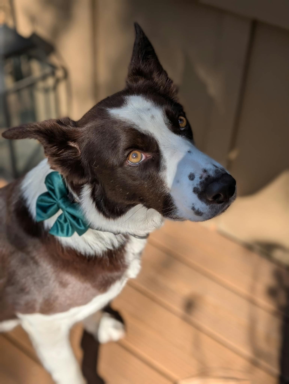 Holiday Dog Bow Tie