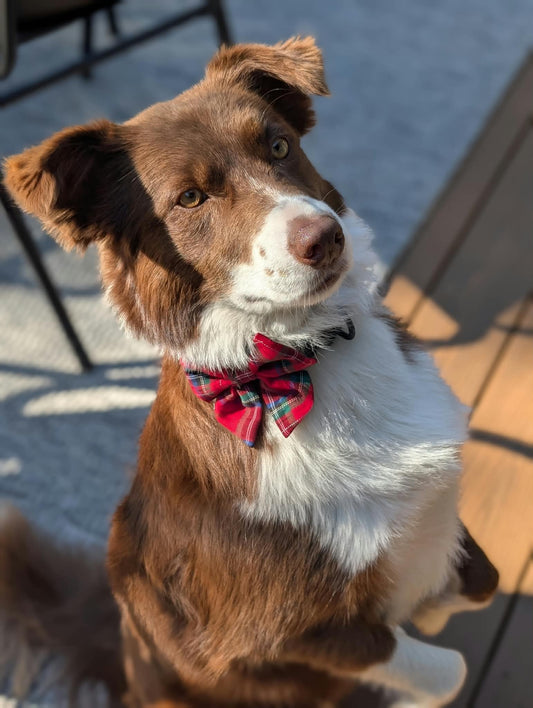 Holiday Dog Bow Tie