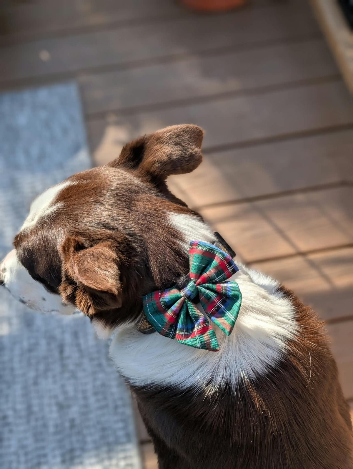 Holiday Dog Bow Tie