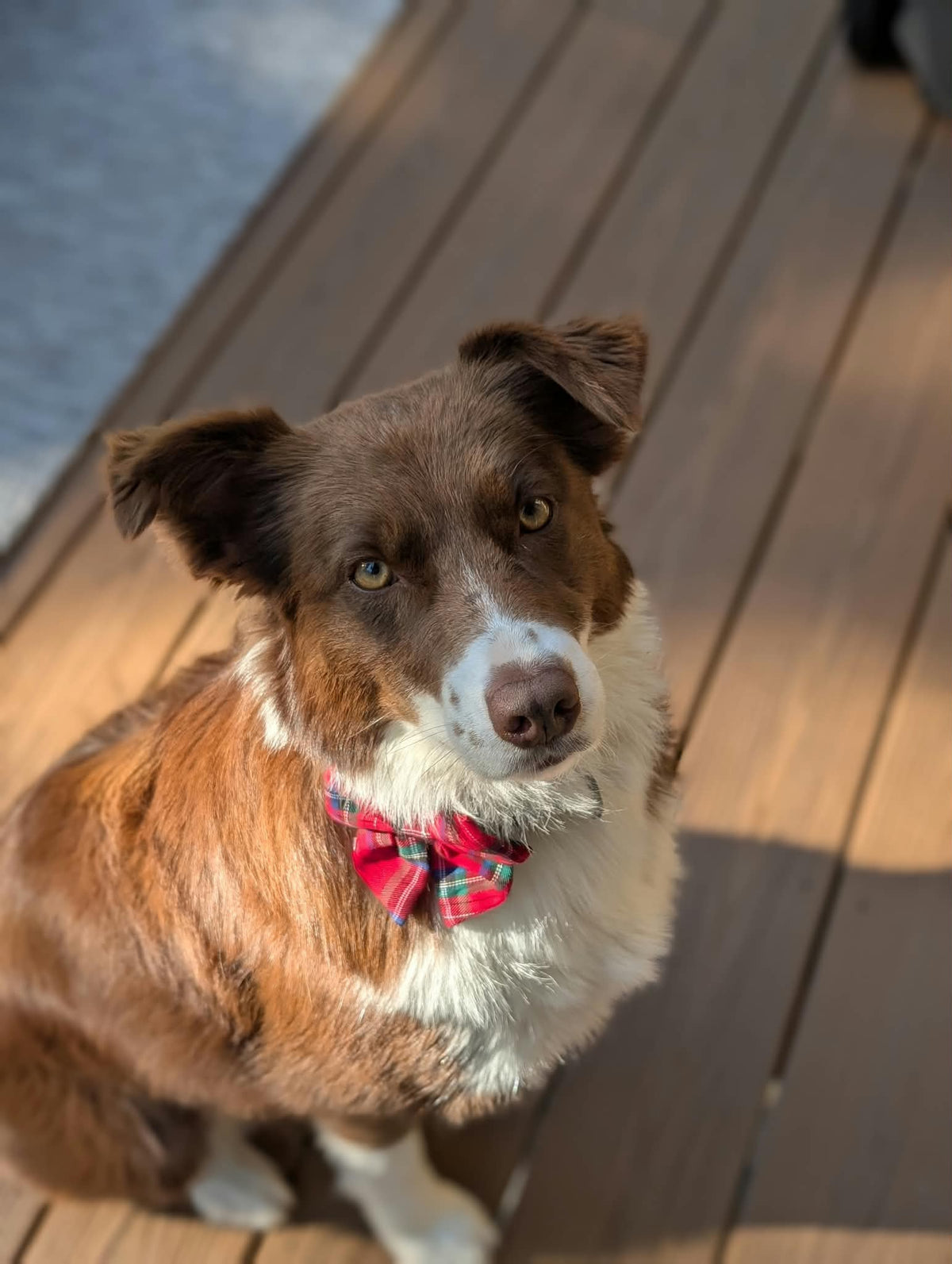Holiday Dog Bow Tie