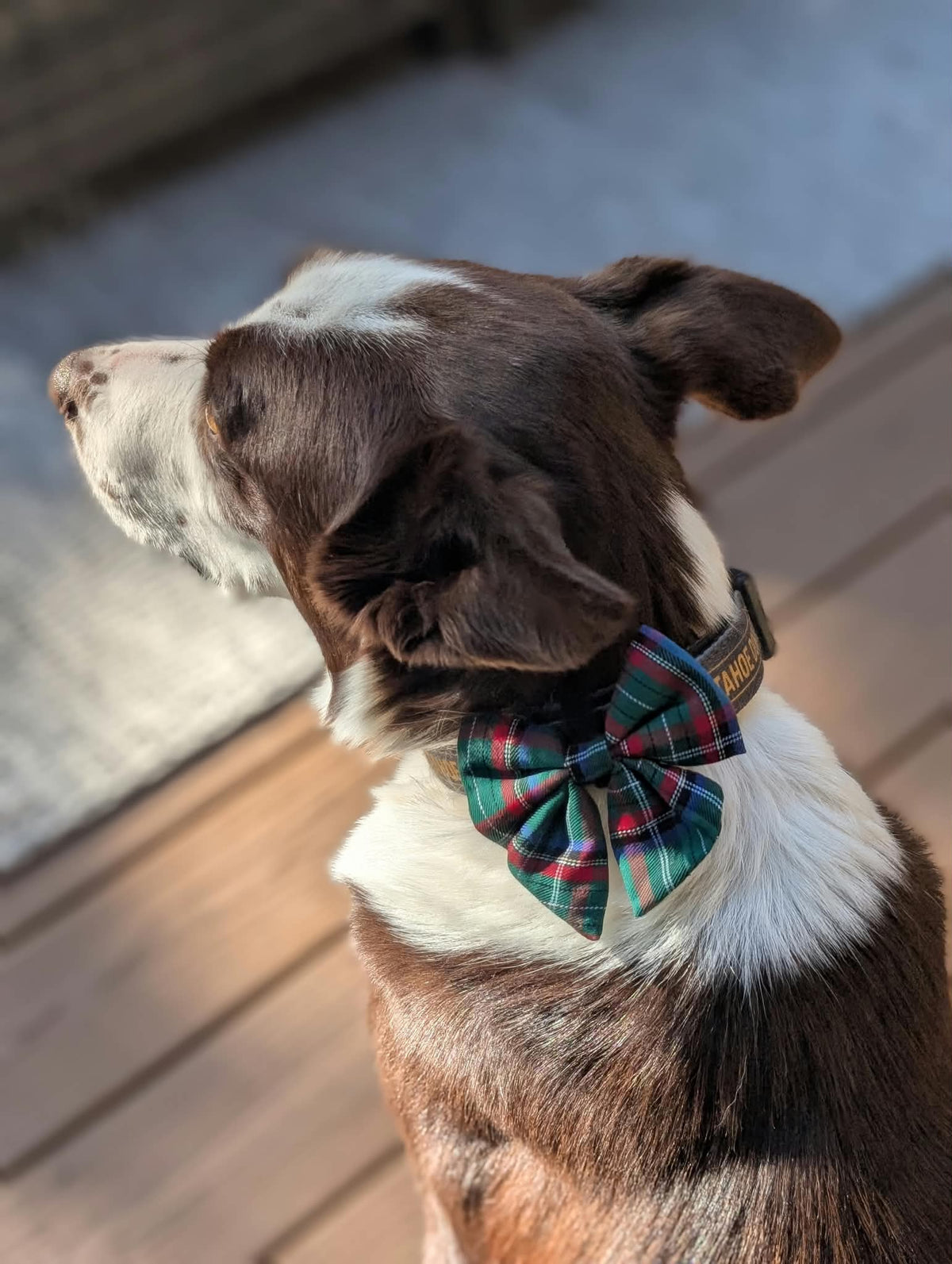 Holiday Dog Bow Tie