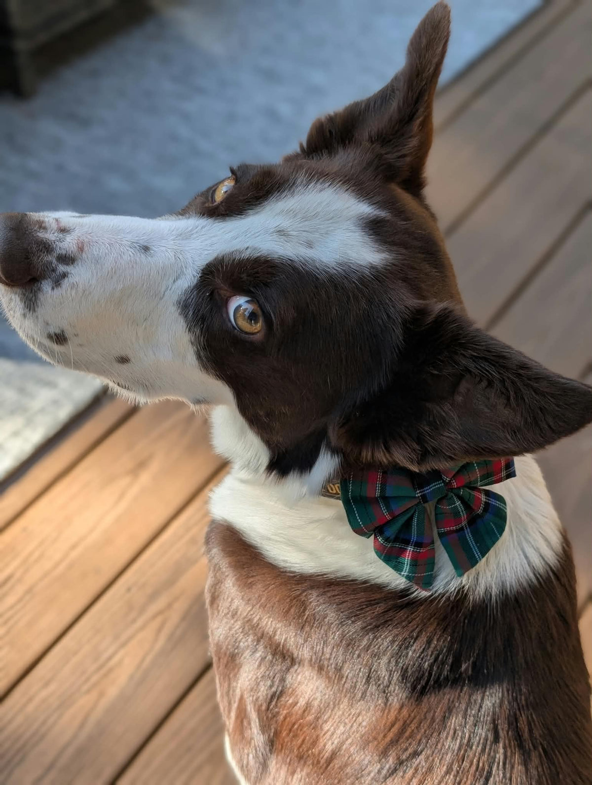 Holiday Dog Bow Tie