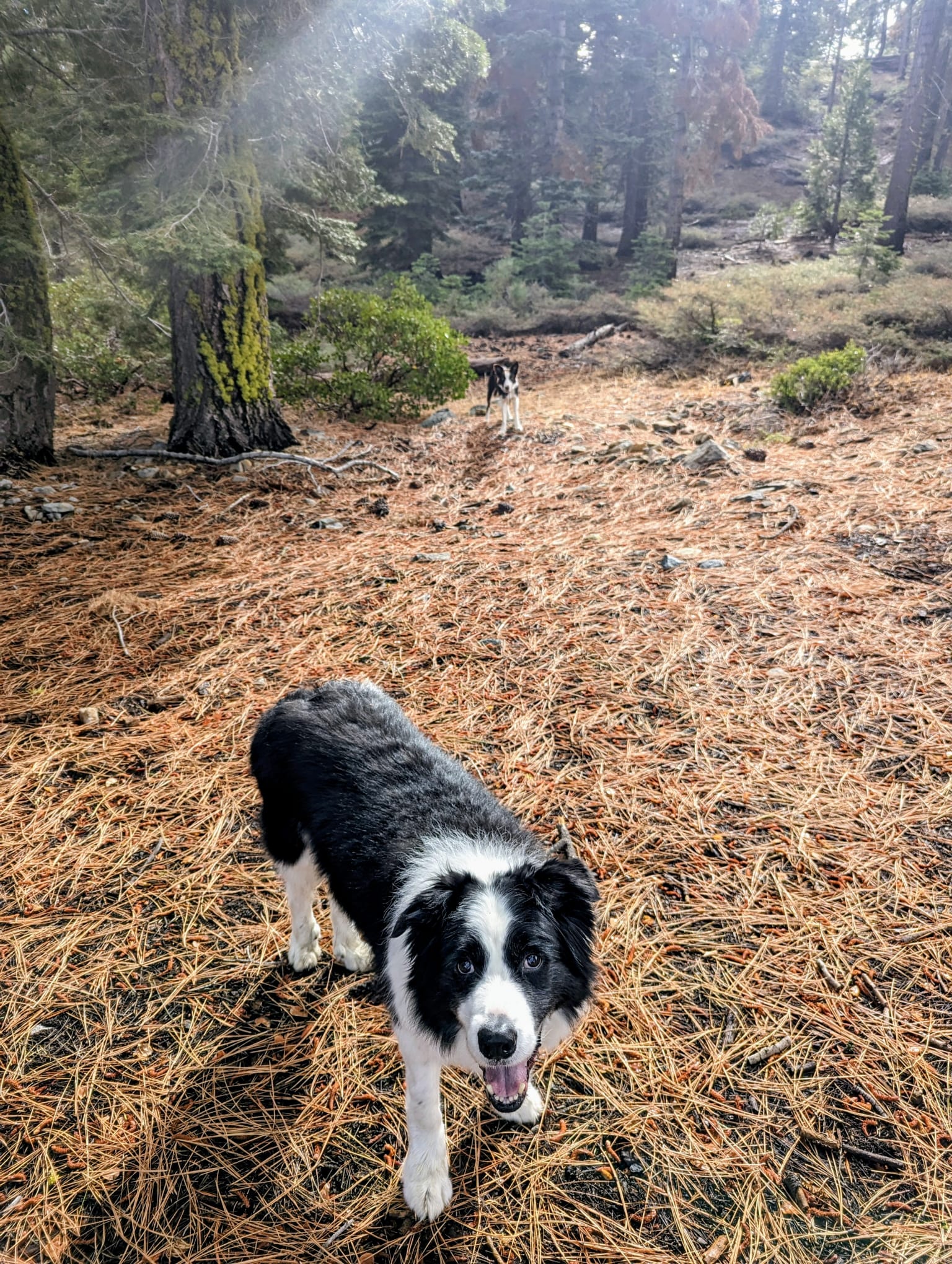 West Shore Lake Tahoe - Sugar Pine Stake Park / Tahoma Trails  - Tahoe Dog Co.