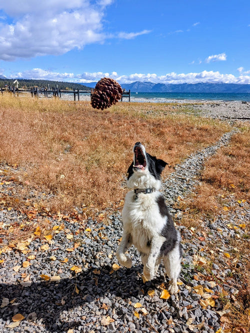 Tahoe Dog Co. - Tahoe Dog catching pine cone on Tahoe City beach