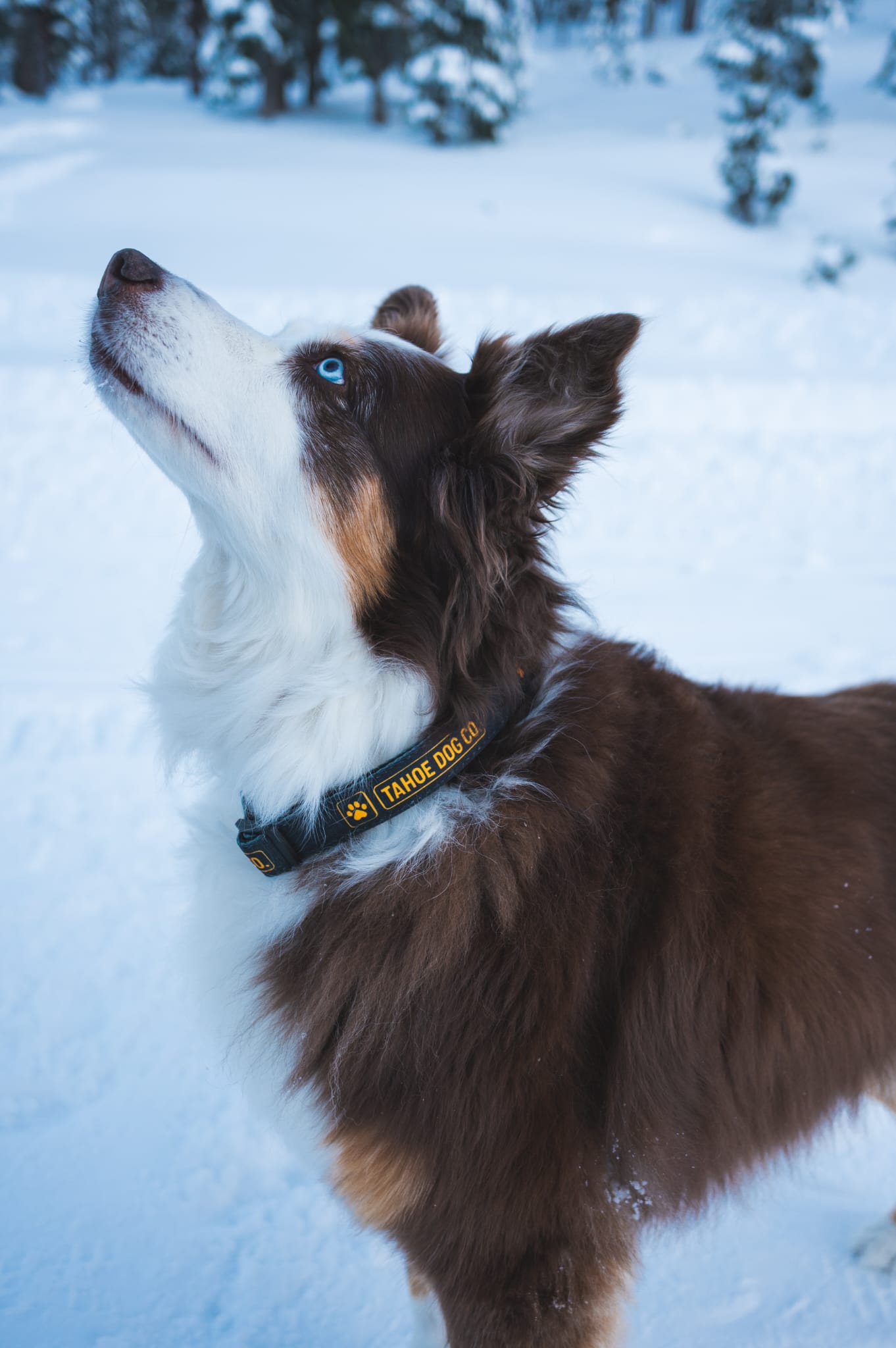 Tahoe Dog Co. Collar